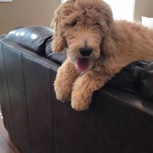 Meet your Posher, Jason